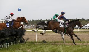 Carolina cup, horse