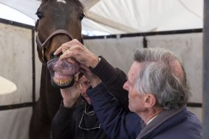 Carolina cup, horse, vet