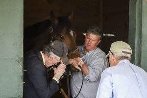 Carolina cup, horse, vet