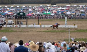 Carolina cup, horse